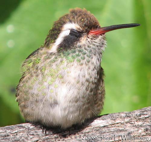 A young White-eared Hummingbird drowses in the sun